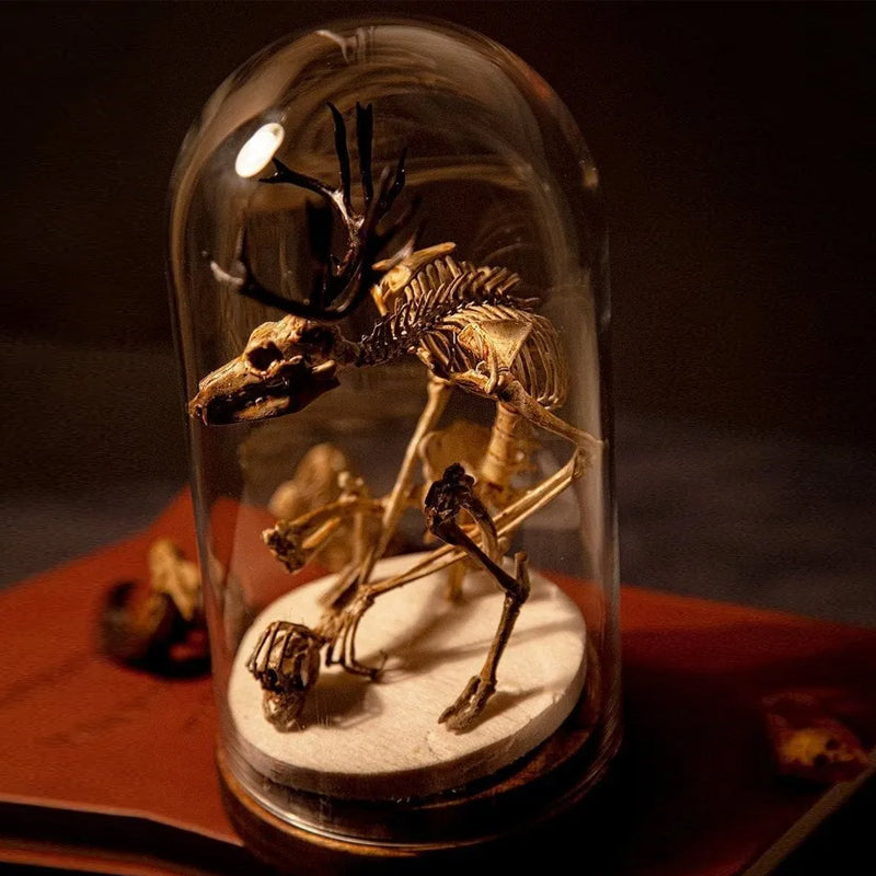 Skeleton Curiosity Cabinet