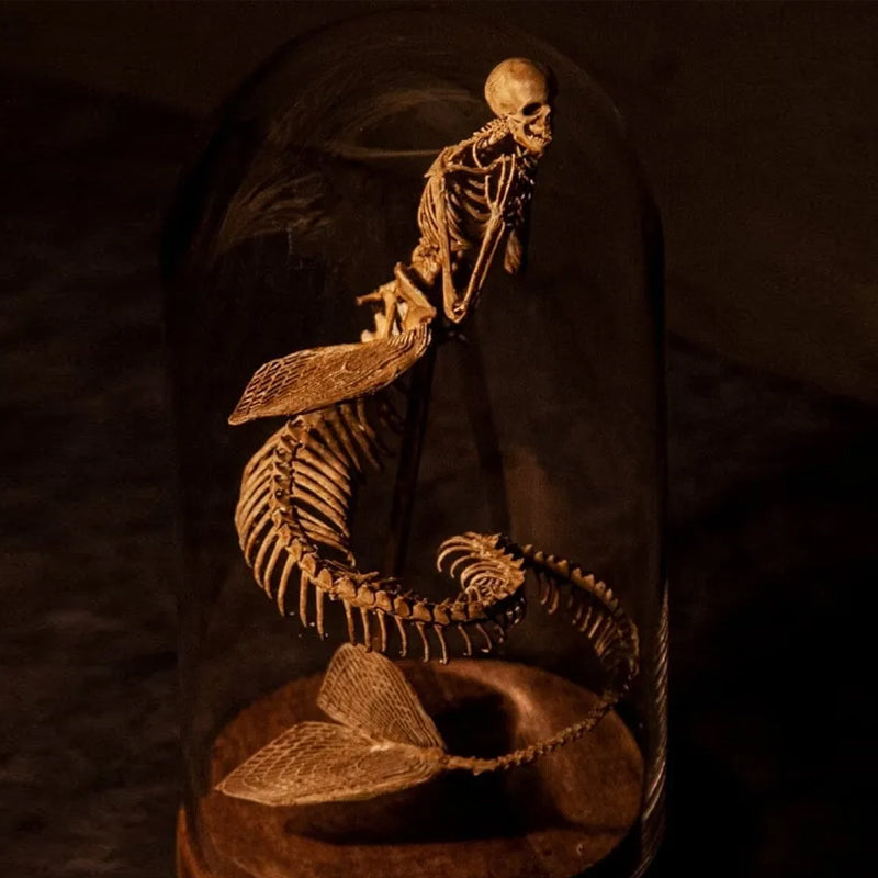 Skeleton Curiosity Cabinet
