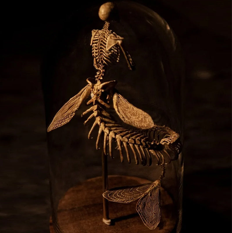 Skeleton Curiosity Cabinet