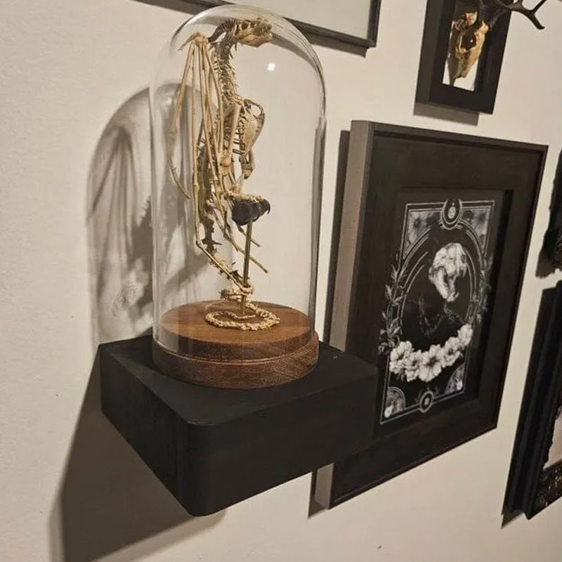 Skeleton Curiosity Cabinet