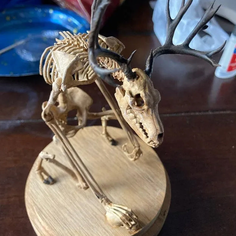 Skeleton Curiosity Cabinet
