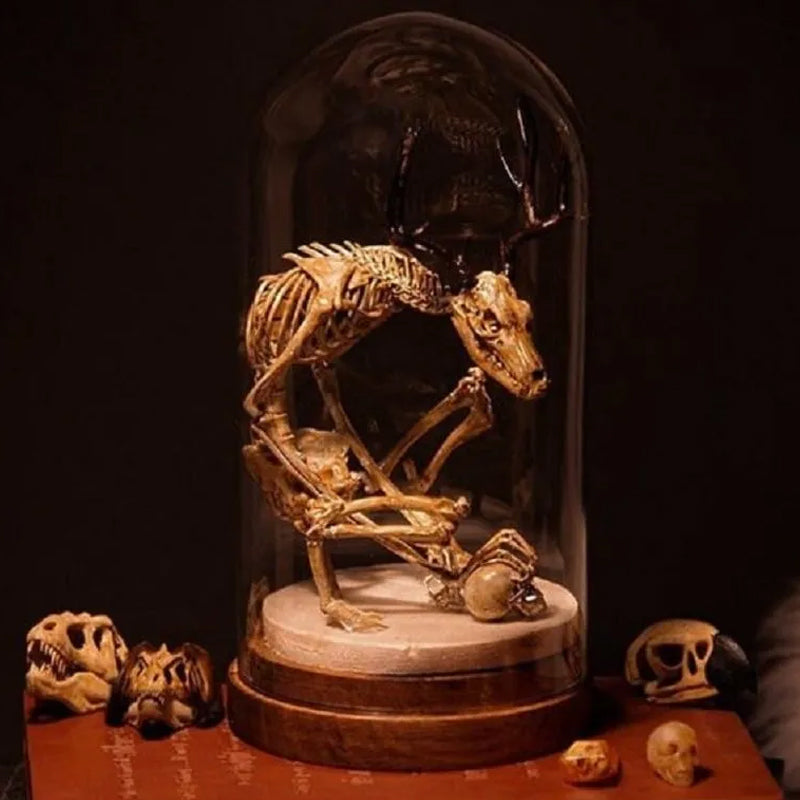 Skeleton Curiosity Cabinet