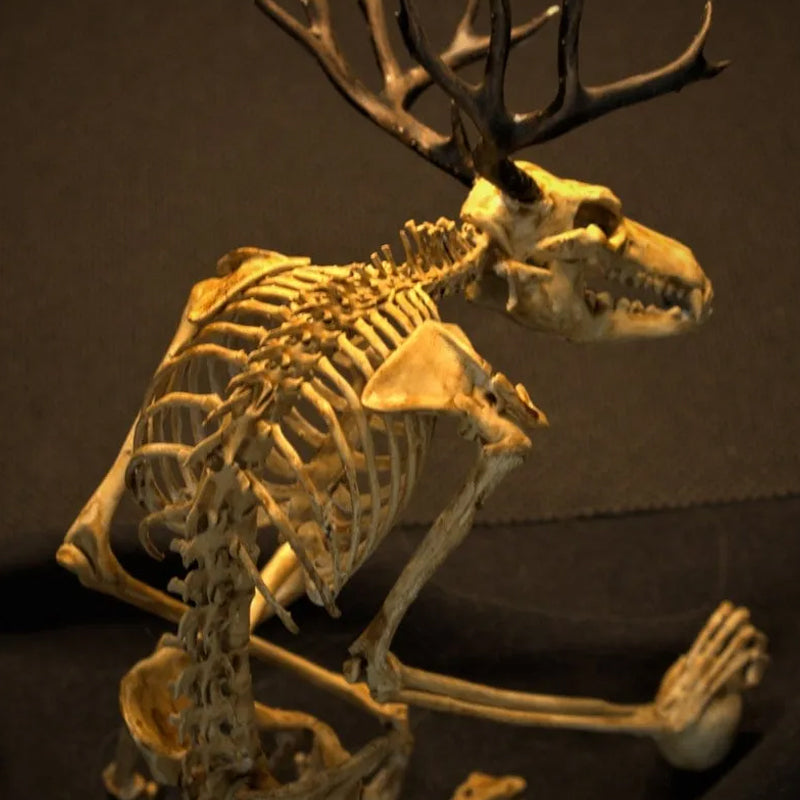 Skeleton Curiosity Cabinet