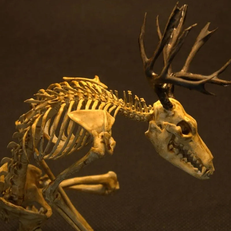 Skeleton Curiosity Cabinet