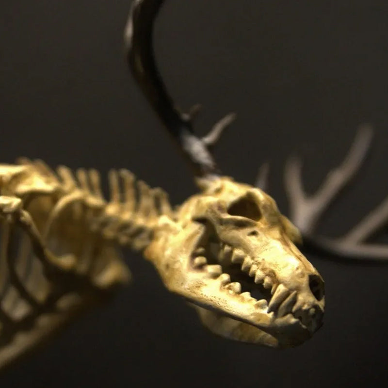 Skeleton Curiosity Cabinet