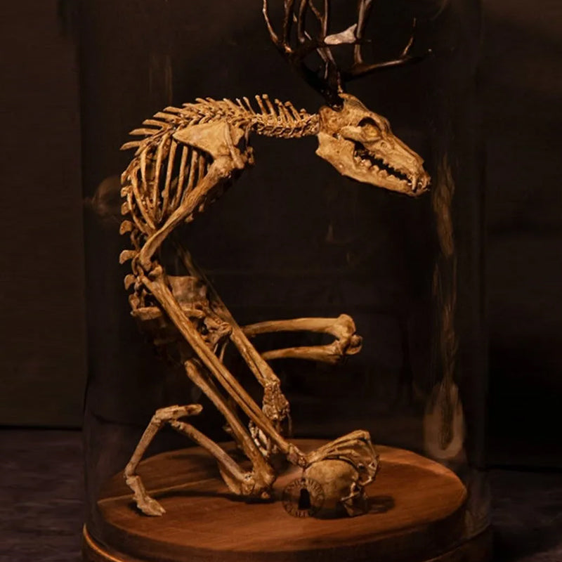 Skeleton Curiosity Cabinet