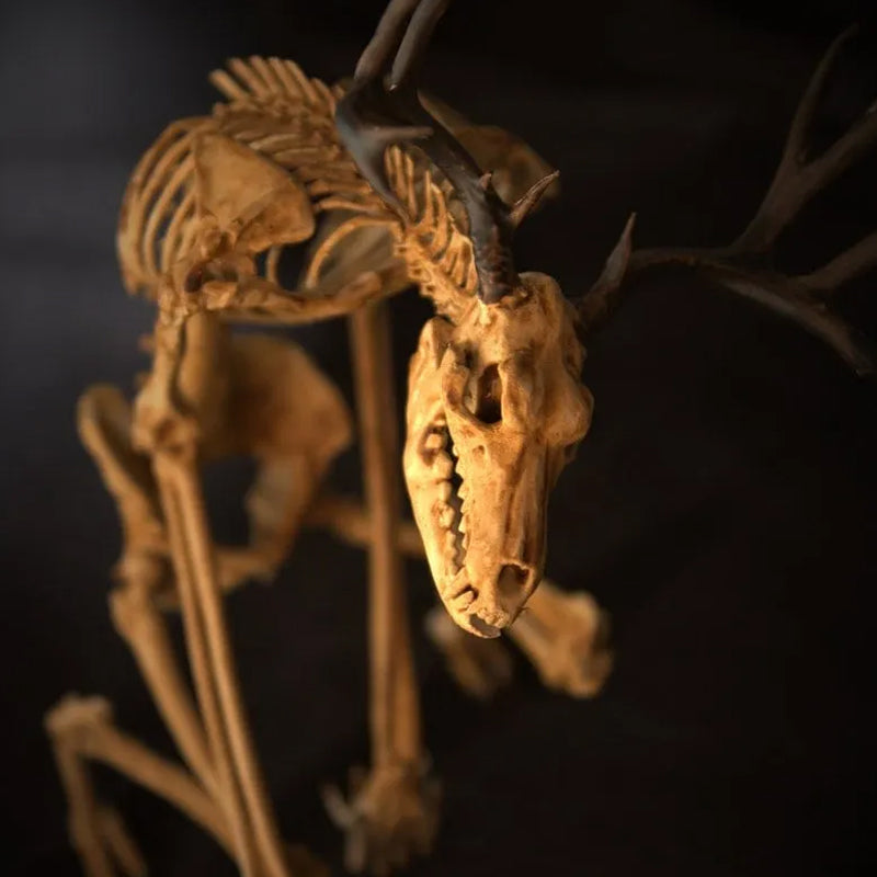 Skeleton Curiosity Cabinet