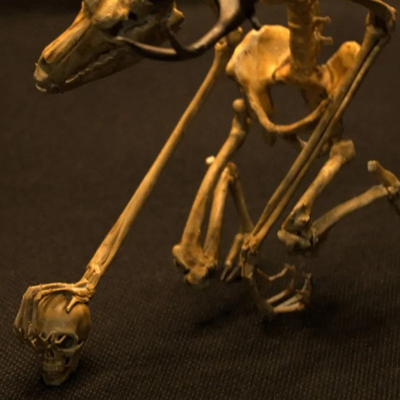 Skeleton Curiosity Cabinet