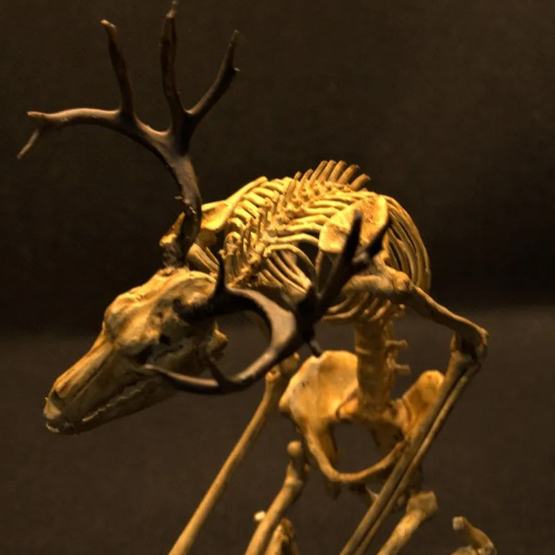 Skeleton Curiosity Cabinet