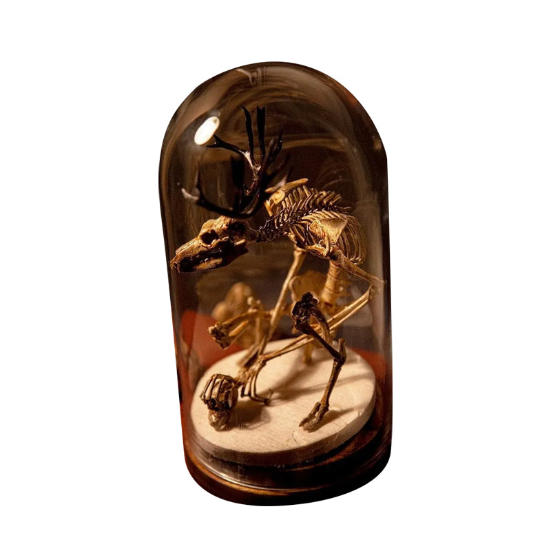 Skeleton Curiosity Cabinet