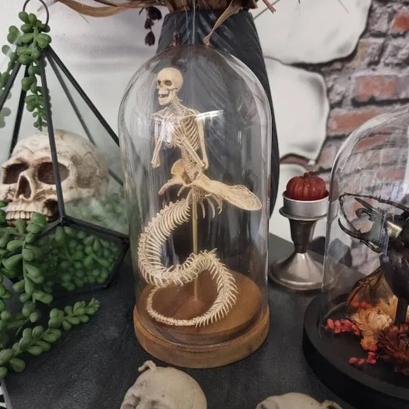Skeleton Curiosity Cabinet